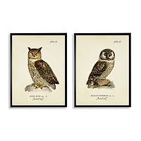 Sitting Owls Black Framed Art Prints, Set of 2
