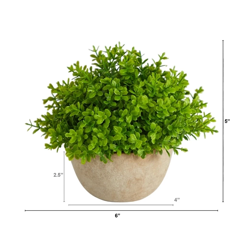 Boxwood Plant in Cement Bowl