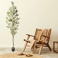 Tall Potted Olive Branch Tree, 82 in.