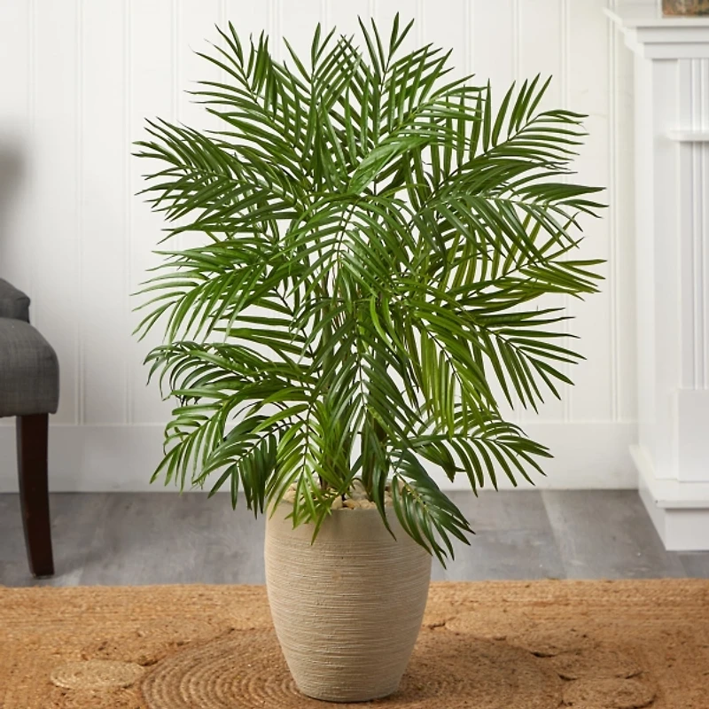 Areca Palm Tree in Sandy Planter