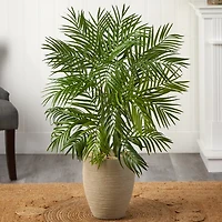 Areca Palm Tree in Sandy Planter