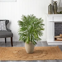 Areca Palm Tree in Sandy Planter