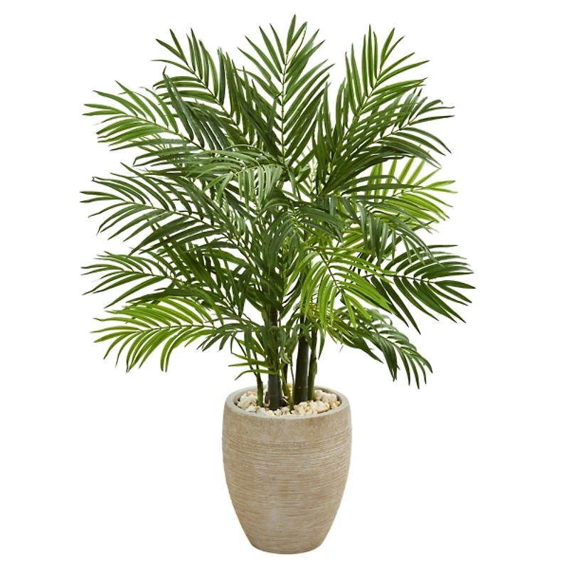 Areca Palm Tree in Sandy Planter
