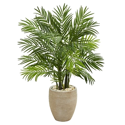 Areca Palm Tree in Sandy Planter