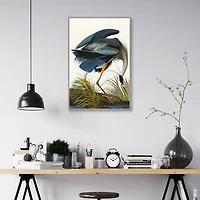 Louisiana Heron Framed Canvas Art Print