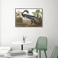Louisiana Heron Framed Canvas Art Print