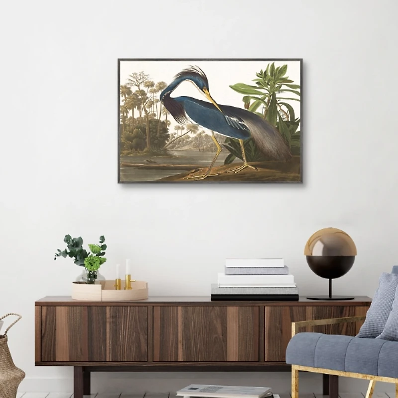 Louisiana Heron Framed Canvas Art Print