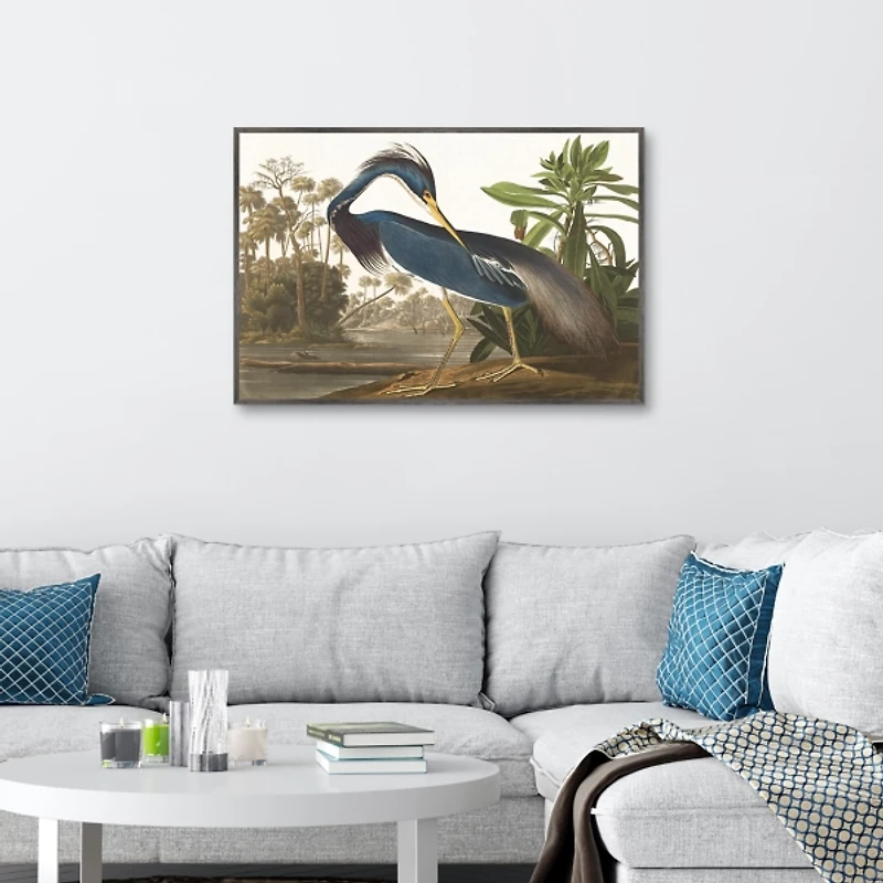 Louisiana Heron Framed Canvas Art Print