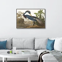 Louisiana Heron Framed Canvas Art Print