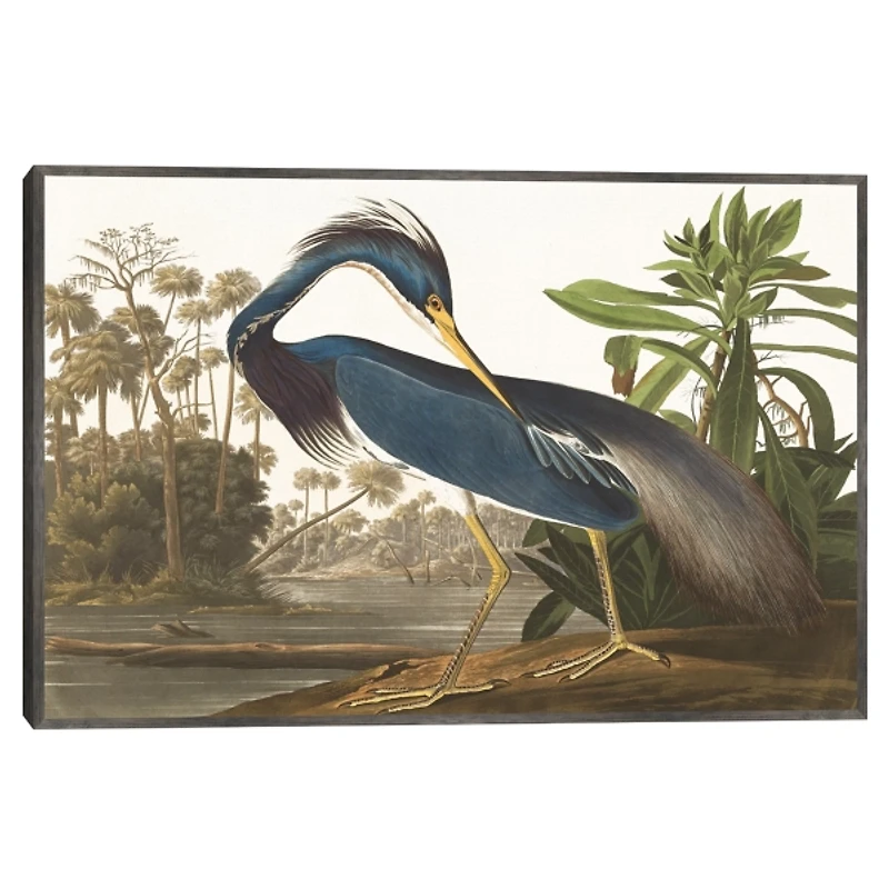 Louisiana Heron Framed Canvas Art Print