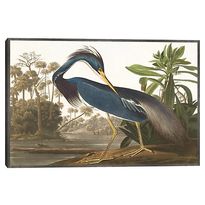 Louisiana Heron Framed Canvas Art Print