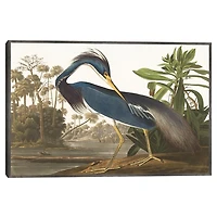 Louisiana Heron Framed Canvas Art Print