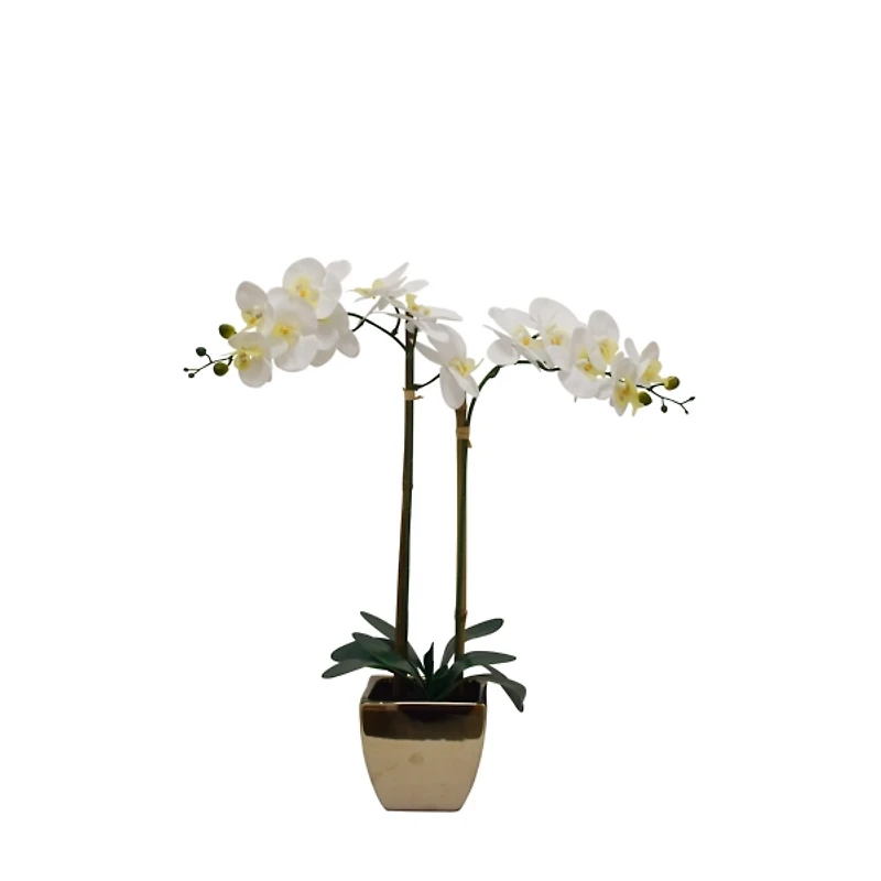 Orchid Arrangement in Gold Pot