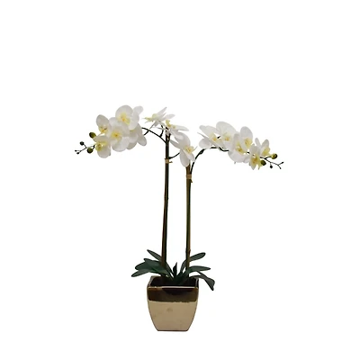 Orchid Arrangement in Gold Pot