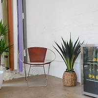 Agave Arrangement in Natural Woven Basket