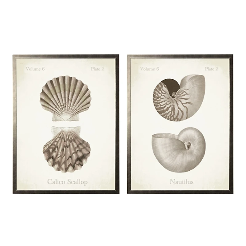 Neutral Seashells Framed Art Prints, Set of 2