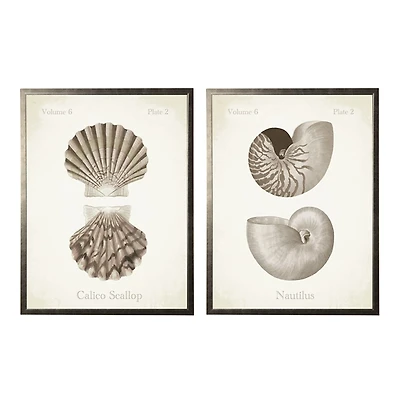 Neutral Seashells Framed Art Prints, Set of 2