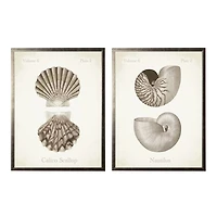 Neutral Seashells Framed Art Prints, Set of 2