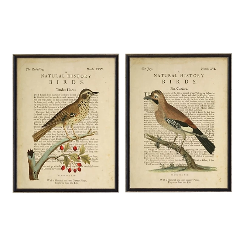 Birds Diagram I Framed Art Prints, Set of 2