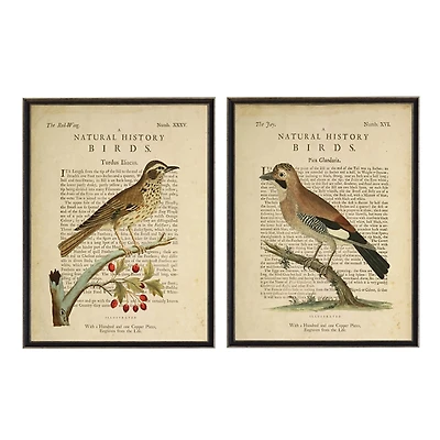 Birds Diagram I Framed Art Prints, Set of 2