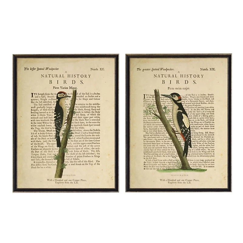 Birds Diagram II Framed Art Prints, Set of 2