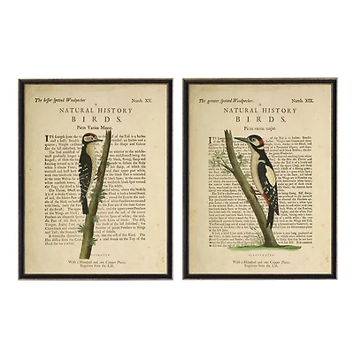 Birds Diagram II Framed Art Prints, Set of 2