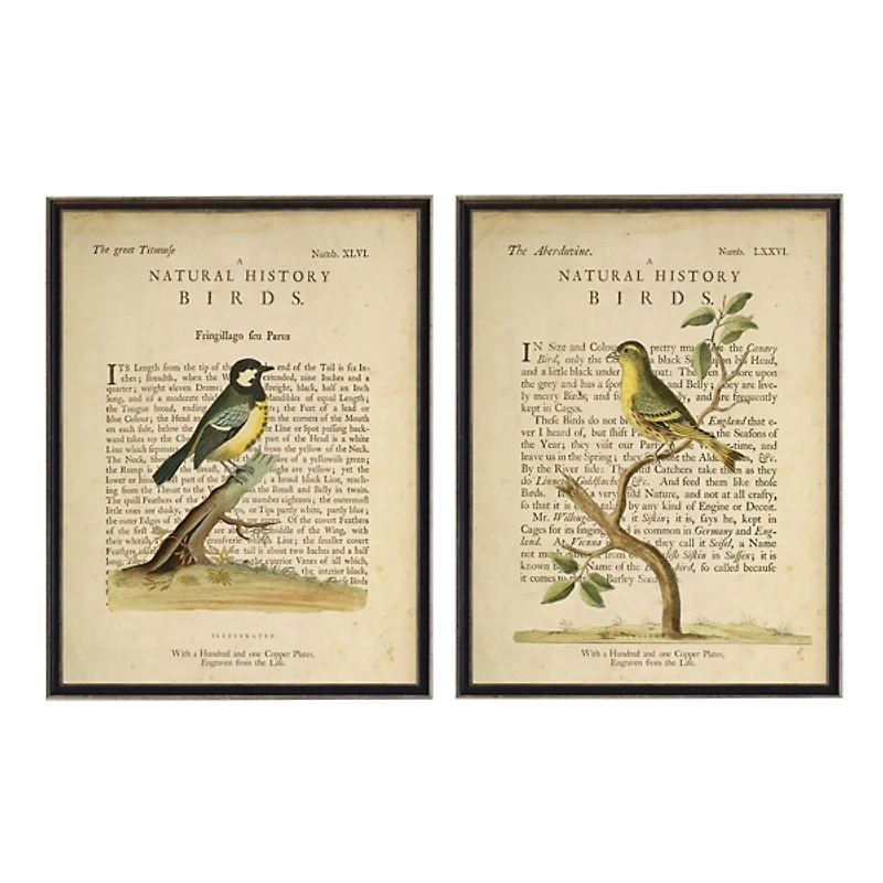 Birds Diagram III Framed Art Prints, Set of 2