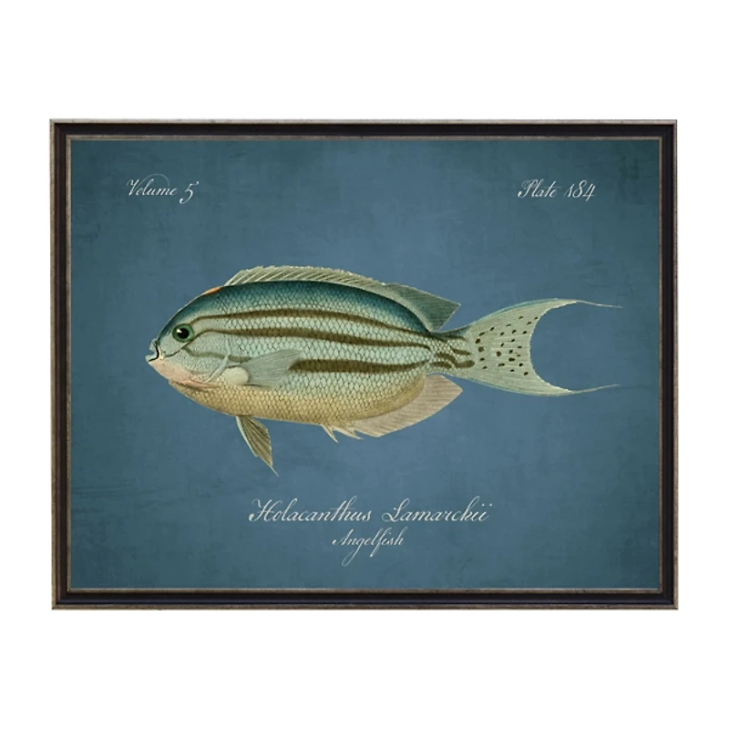 Angelfish Framed Wall Art
