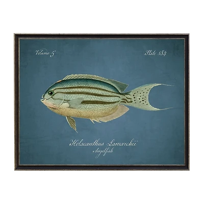 Angelfish Framed Wall Art