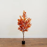 Orange Oak Tree in Black Planter, 5 ft.
