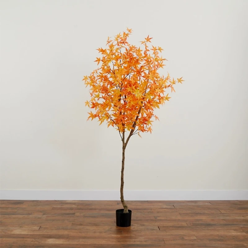 Orange Maple Tree in Black Planter, 7 ft.