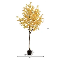 Yellow Maple Tree in Black Planter, 7 ft.