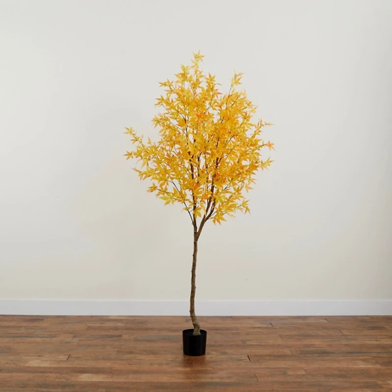 Yellow Maple Tree in Black Planter, 7 ft.