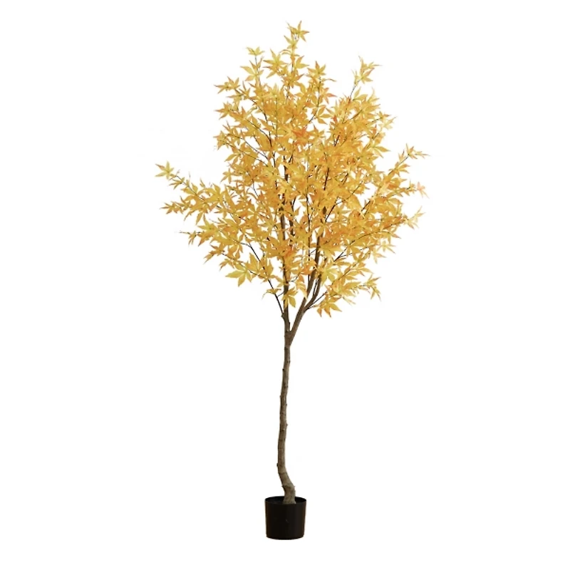 Yellow Maple Tree in Black Planter, 7 ft.