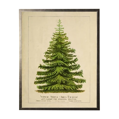 Vintage Spruce Tree Framed Art Print