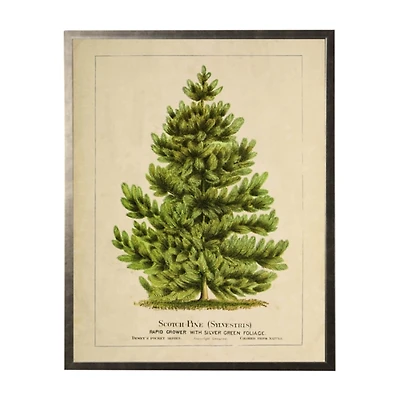 Vintage Pine Tree Framed Art Print