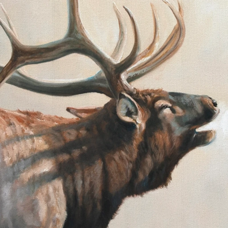 Wild Elk Framed Canvas Art Print