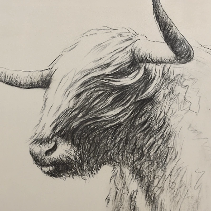 Windswept Bison Framed Canvas Art Print