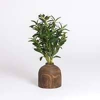 Olive Plant in Walnut Wood Vase