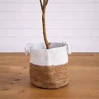 Slim Olive Tree in Woven Planter, 7 ft.