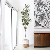 Slim Olive Tree in Woven Planter, 7 ft.