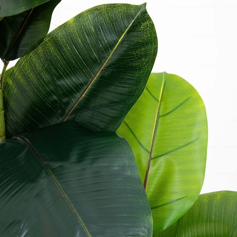 Rubberwood Tree in Planter, 6 ft.
