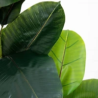 Rubberwood Tree in Planter, 6 ft.