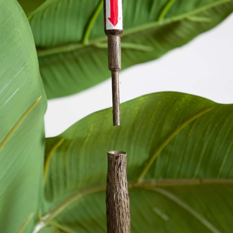 Rubberwood Tree in Planter, 6 ft.