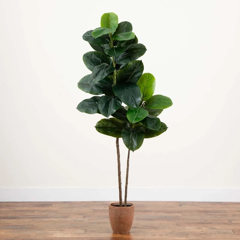 Rubberwood Tree in Planter, 6 ft.