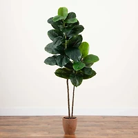 Rubberwood Tree in Planter, 6 ft.
