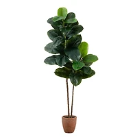 Rubberwood Tree in Planter, 6 ft.
