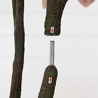 Harvest Dogwood Tree in Nursery Planter, 6 ft.