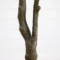 Harvest Dogwood Tree in Nursery Planter, 6 ft.