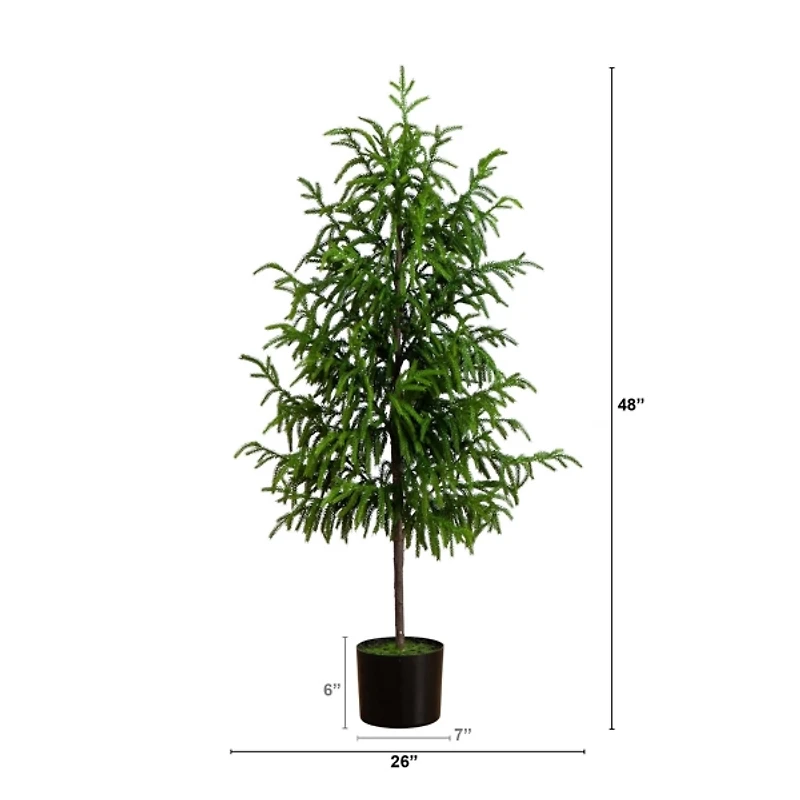 Norfolk Pine Potted Tree, 4 ft.